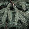Weihnachtsbaum 3D Weißtanne