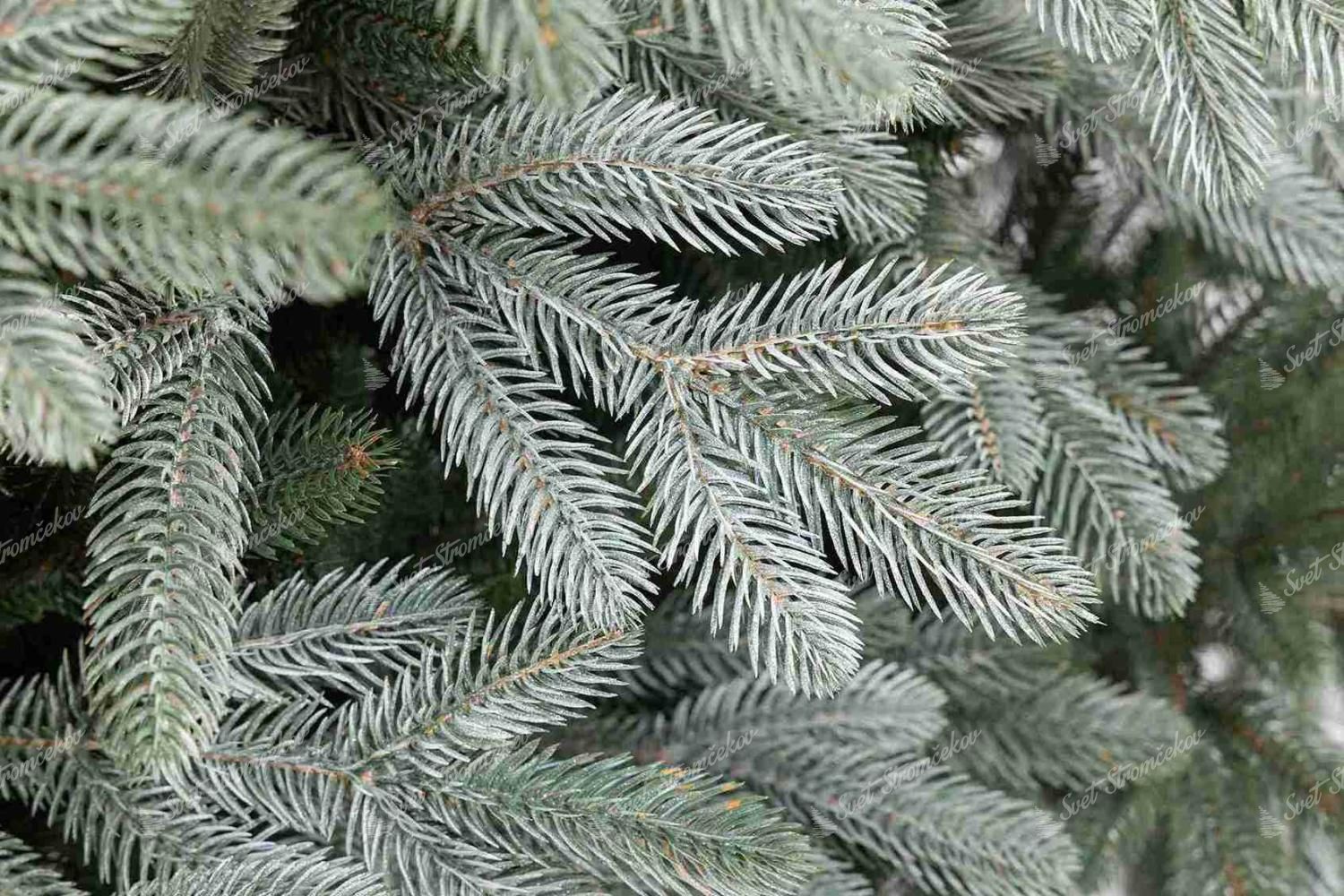 Detailna fotka vetvičiek vianočného stromčeka FULL 3D Smrek Vznešený so striebornými koncami vetvičiek.