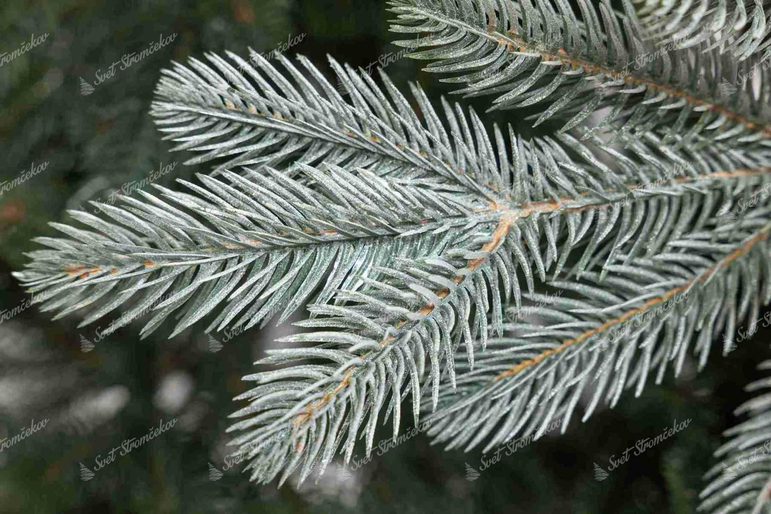Detail vetvičky vianočného stromčeka FULL 3D Smrek Vznešený. Strieborné konce vetvičiek vytvárajú efekt jemného zasneženia.
